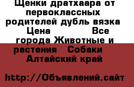 Щенки дратхаара от первоклассных  родителей(дубль вязка) › Цена ­ 22 000 - Все города Животные и растения » Собаки   . Алтайский край